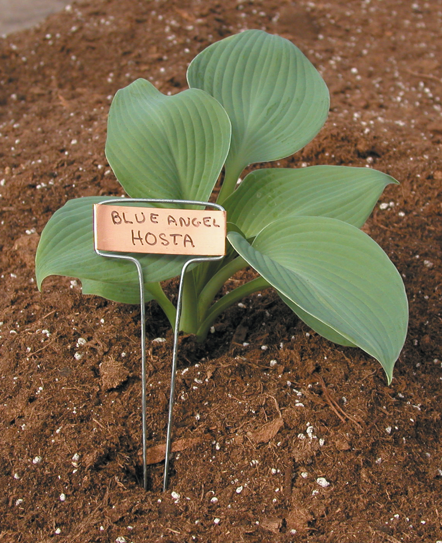 Luster Leaf Prod Inc 811 Rapiclip Wood Plant Label Pack of 24 5-Inch Length